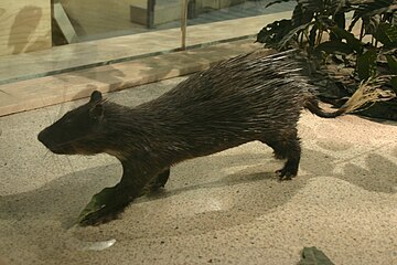 Brush-tailed Porcupine.jpg