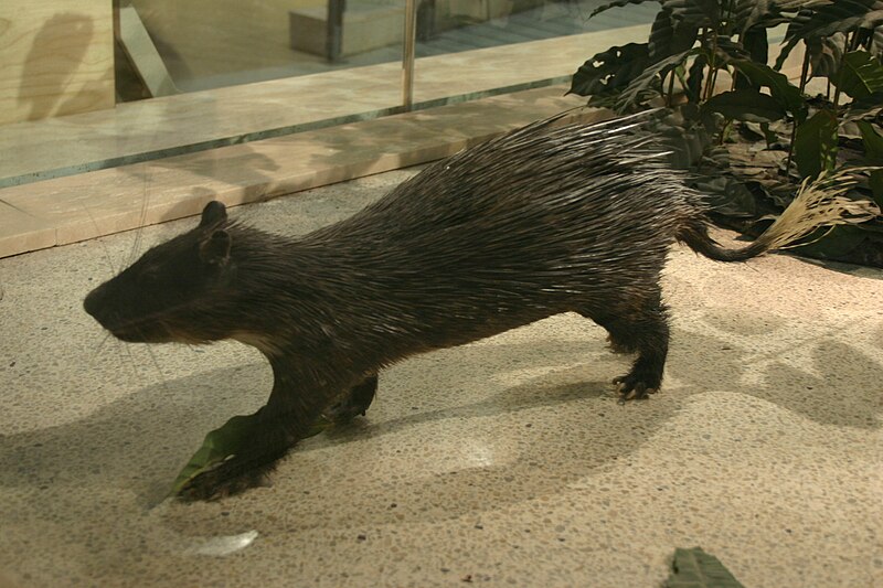 File:Brush-tailed Porcupine.jpg