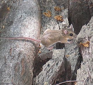 Brush mouse Species of rodent