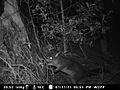 Brushtail Possum caught on fauna camera (8025631217).jpg