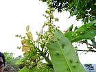 Buchanania axillaris (Cuddapah Almond) 02.jpg