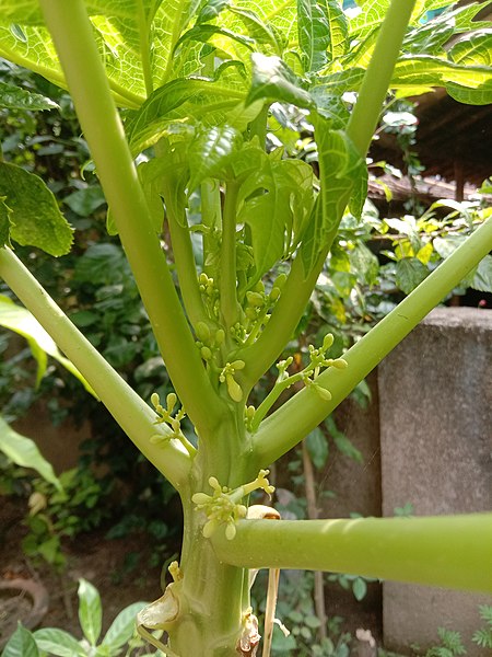 File:Buds of Papaya captured in West Bengal, India.jpg