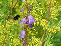 Bumblebee&flowers.jpeg
