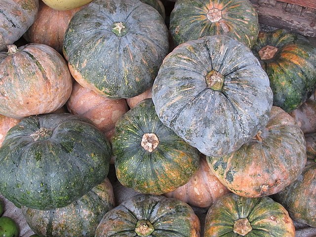 Calabaza, a winter squash common in Cuba, Florida, Puerto Rico, and the Philippines