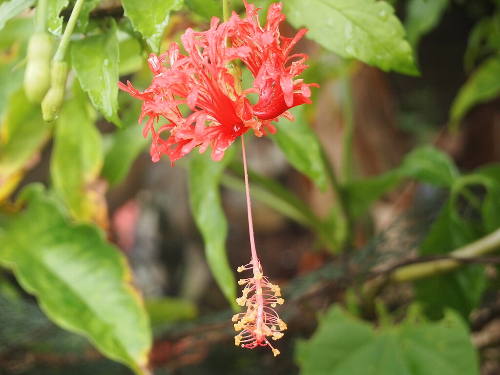 File Bunga Raya Jpg Wikimedia Commons