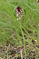 Burnt-tip Orchid - Neotinea ustulata - panoramio (5).jpg