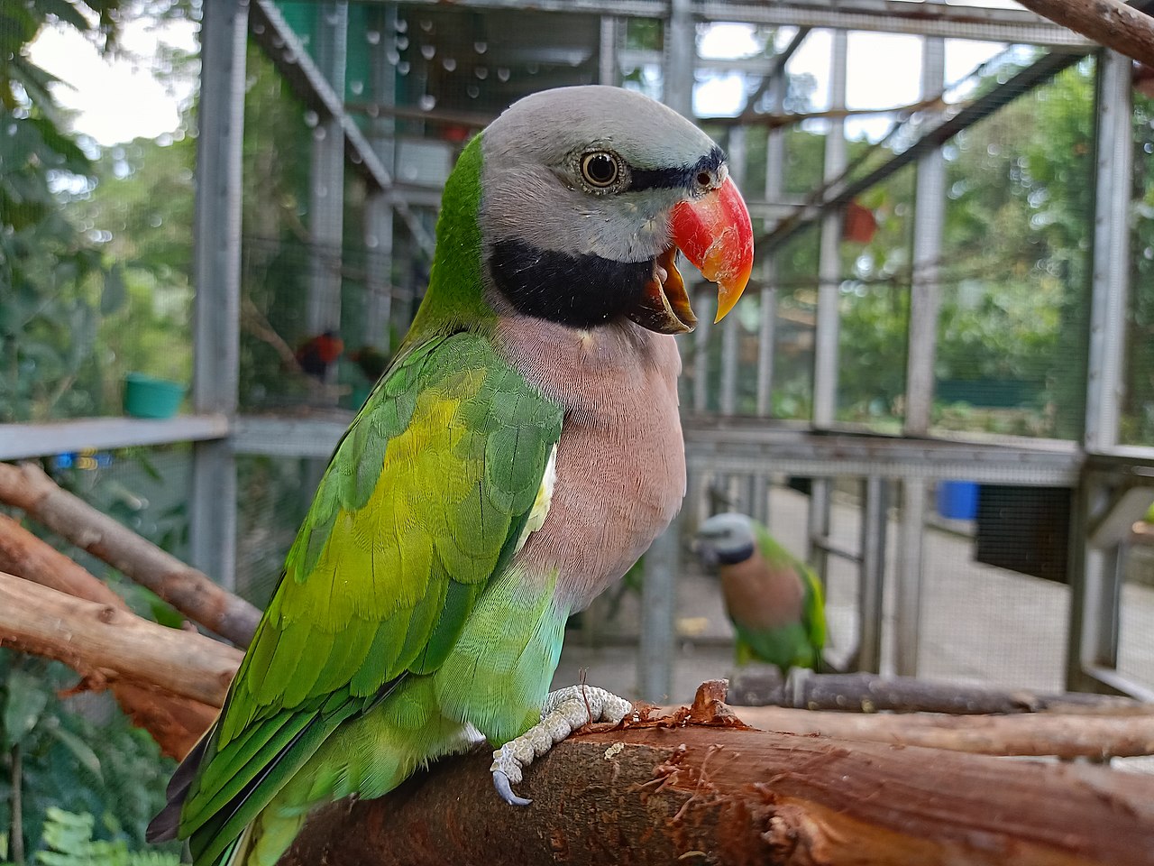 Moluccan King Parrot Wikipedia