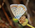 Polyommatus icarus (Lycaenidae) Common Blue