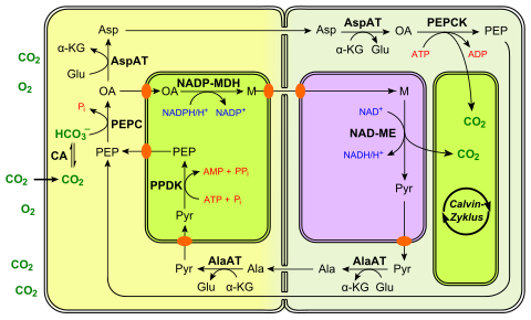 C4 photosynthesis PEPCK type