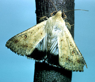 <i>Helicoverpa punctigera</i> Species of moth