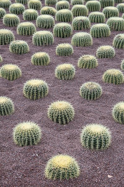 File:Cactus - Castiglione del Lago, Perugia, Italy - April 15, 2017.jpg