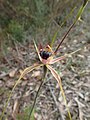 Caladenia infundibularis