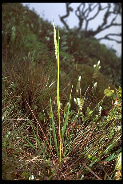 File:Calamagrostis hillebrandii.jpg