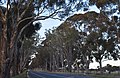 English: The Calder Woodburn Memorial Avenue on the Goulburn Valley Highway near Arcadia, Victoria
