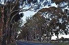 Calder Woodburn Memorial Avenue (001.JPG)