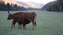 Файл: Кормление теленка на лугу близ Врачеша, Болгария.webm