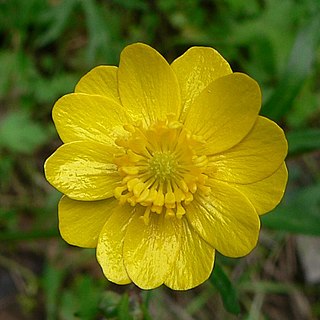 <i>Ranunculus californicus</i> Species of buttercup