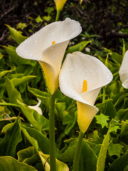 File:Calla lily (Zantedeschia aethiopica) in the wild (6847462778).jpg