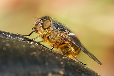 Hill's brown blowfly (Calliphora hilli)