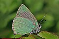 * Nomination Green hairstreak (Callophrys rubi), Wiltshire --Charlesjsharp 07:51, 28 May 2018 (UTC) * Decline Unsharp, sorry -- George Chernilevsky 08:06, 28 May 2018 (UTC) Very surprised George, you are setting the bar extremely high for QI! Charlesjsharp 16:51, 28 May 2018 (UTC)