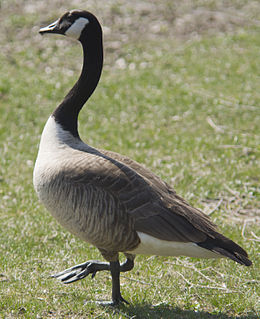 Canada goose - Wikipedia