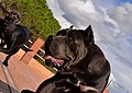 Cane Corso gris oscuro