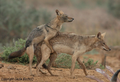 זוג זאבים זהובים אפריקניים הומוסקסואלים מזדווגים
