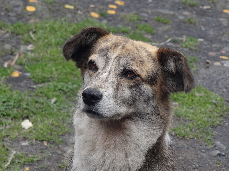 File:Canis lupus familiaris Perro Mestizo.JPG