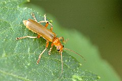 Description de l'image Cantharis.pallida.jpg.