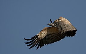 Gyps coprotheres en vol, province de Gauteng, Afrique du Sud