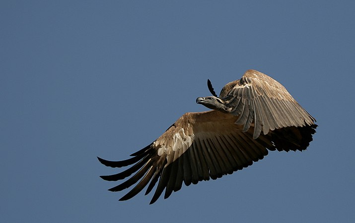 南非豪登省人類的搖籃犀牛和獅子自然保留區裡飛翔的南非兀鷲（Gyps coprotheres）。