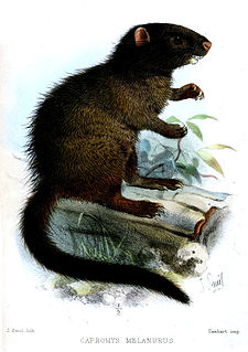 Black-tailed hutia species of mammal