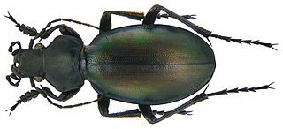 <i>Carabus spinolae</i> Subspecies of beetle