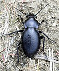 Thumbnail for Carabus hungaricus