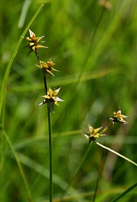 Hedgehog sedge (Carex echinata)