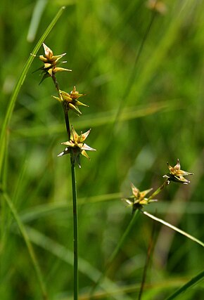 Descrierea imaginii carex echinata.jpg.