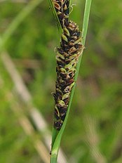 female inflorescence