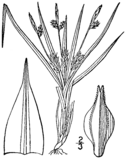 Carex umbellata BB-1913.png