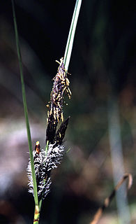<i>Carex obnupta</i> Species of grass-like plant