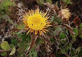   Carlina corymbosa (Apiaceae) Flat-topped Carlin Tyistle