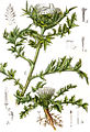 Carlina acaulis (as syn. Carlina chamaeleon) vol. 14 - plate 17 in: Jacob Sturm: Deutschlands Flora in Abbildungen (1796)