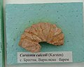 Carstenia caicedi (Karsten), en:Barremian, en:Brestak, (Coll. en:St. Breskovski) at the Sofia University "St. Kliment Ohridski" Museum of Paleontology and Historical Geology