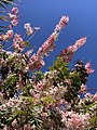 Cassia bakeriana growing in south Florida, USA 01.jpg