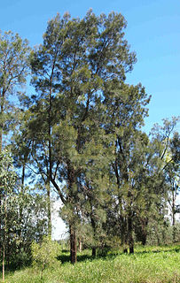 <i>Casuarina cristata</i> species of plant