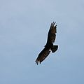 小黃頭美洲鷲（英语：Lesser yellow-headed vulture）
