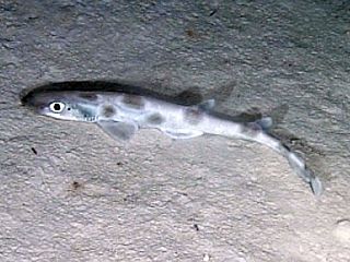 <span class="mw-page-title-main">Roughtail catshark</span> Species of shark