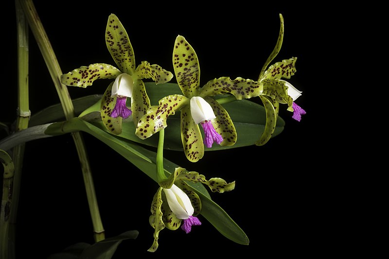 File:Cattleya guttata Lindl., Edwards's Bot. Reg. 17 t. 1406 (1831) (50603689277).jpg