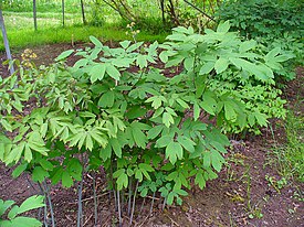 Caulophyllum thalictroides. Общий вид растения