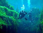 Grotte dykking ved Piccaninnie Ponds.jpg