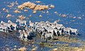 * Nomination Burchell's zebras (Equus quagga burchellii), Okavango Delta, Botswana --Poco a poco 19:33, 22 January 2019 (UTC) * Promotion Good quality. --GT1976 19:49, 22 January 2019 (UTC)